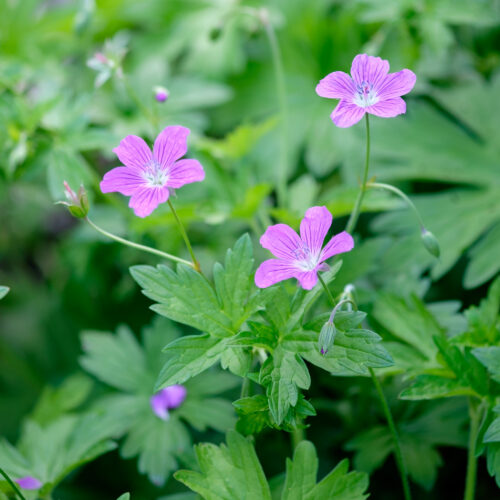 Geranium palustre