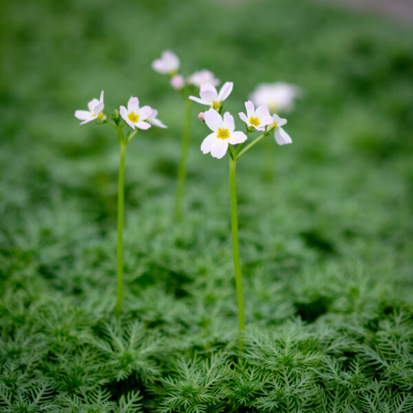 Hottonia palustris