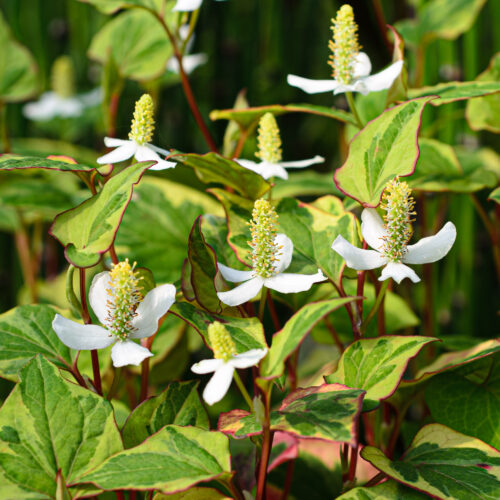 Houttuynia cordata Chameleon