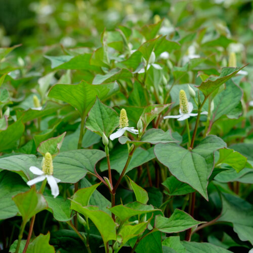 Houttuynia cordata