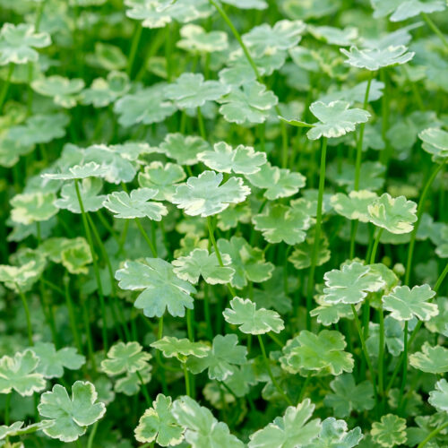 Hydrocotyle sibthorpioides Variegata