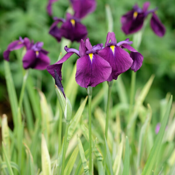 Iris ensata Variegata