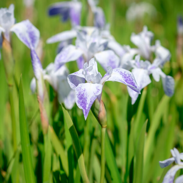 Iris laevigata Mottled Beauty