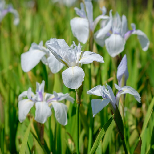 Iris laevigata Snowdrift