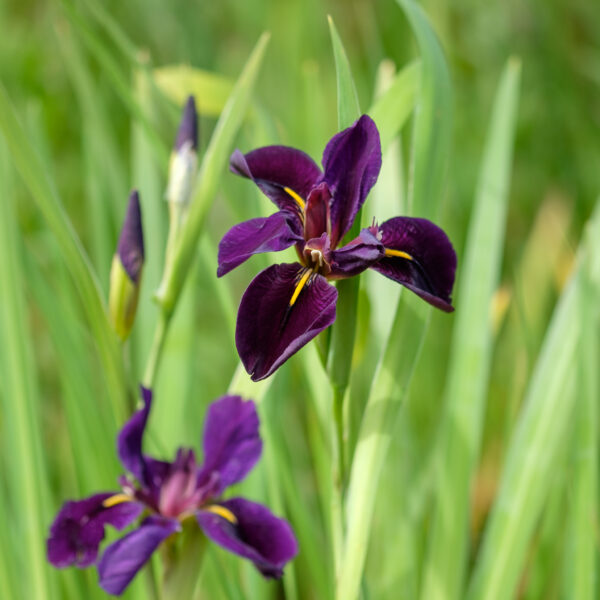 Iris louisiana Black Gamecock