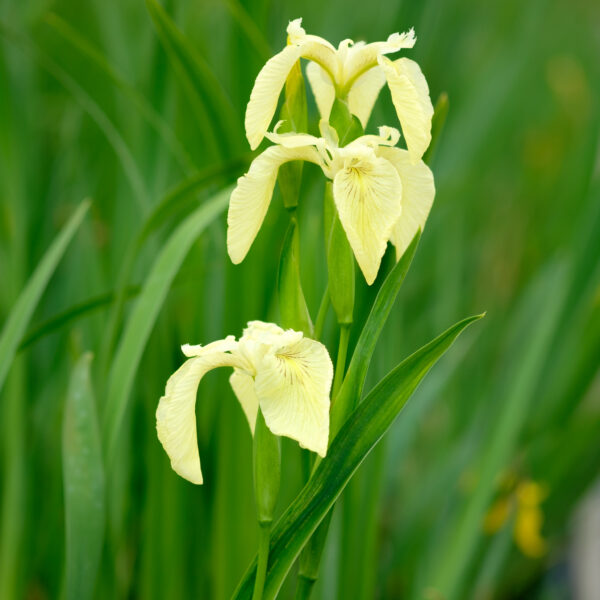 Iris pseudacorus Bastardii