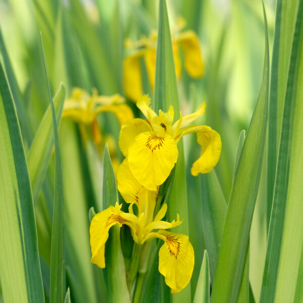 Iris pseudacorus Variegata