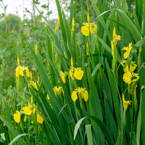 Iris pseudacorus