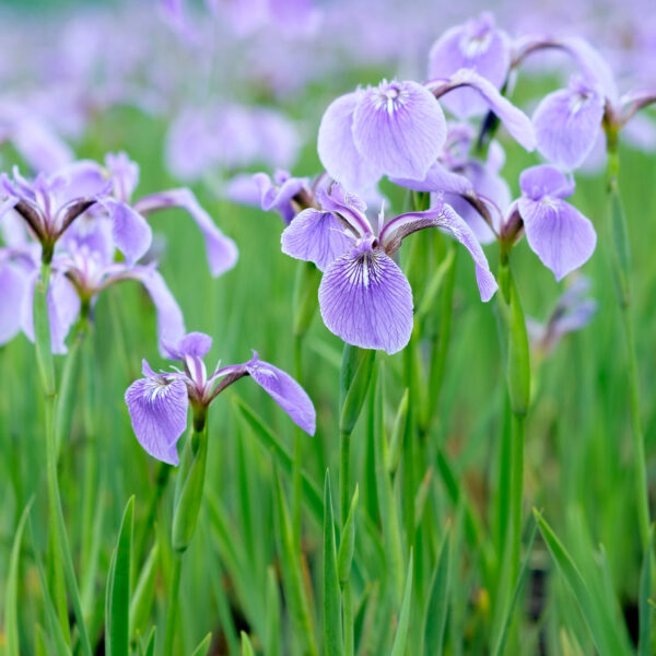 Iris setosa