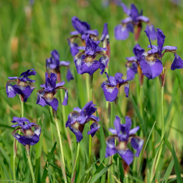 iris-sibirica_1591105987 Iris sibirica