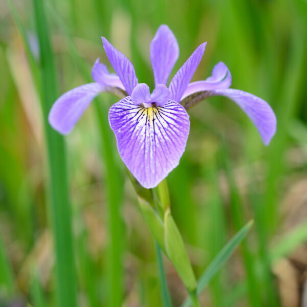 Iris versicolor