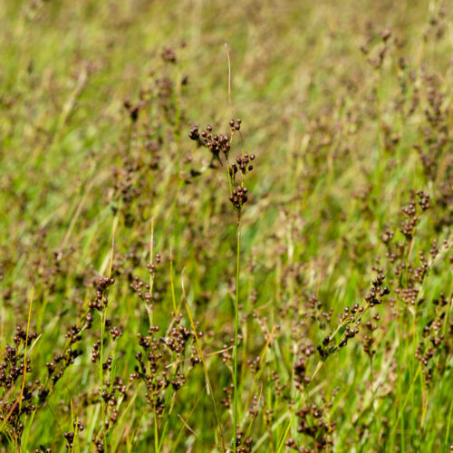 Juncus compressus