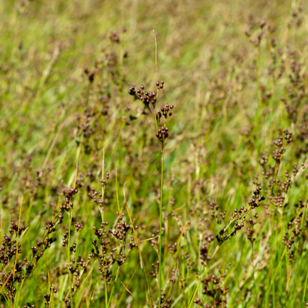 Juncus compressus