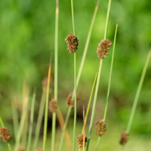 Juncus conglomeratus