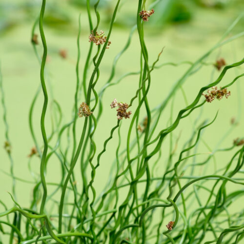 Juncus effusus Spiralis