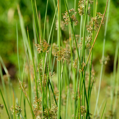 Juncus effusus