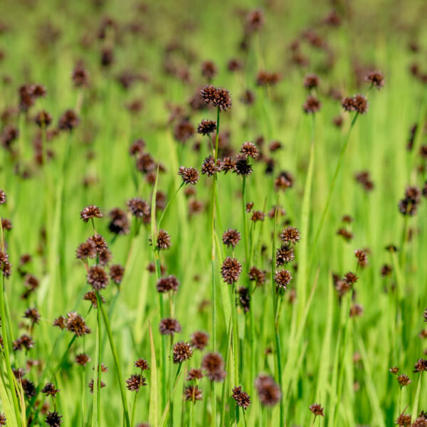 juncus-ensifolius_1591106162 Juncus ensifolius