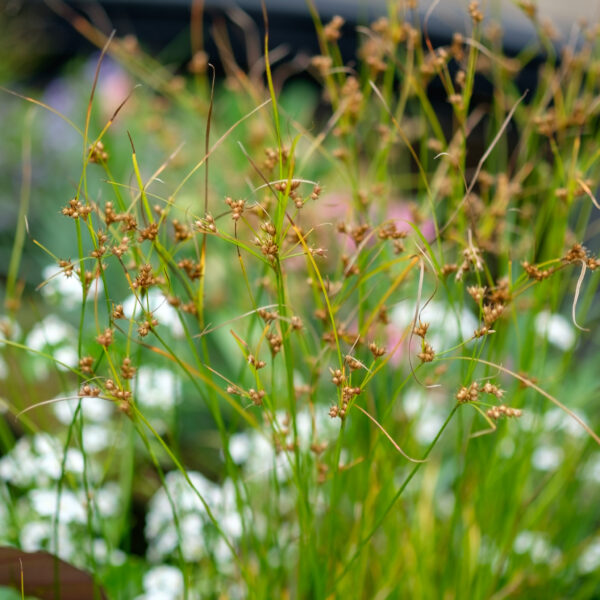 Juncus tenuis