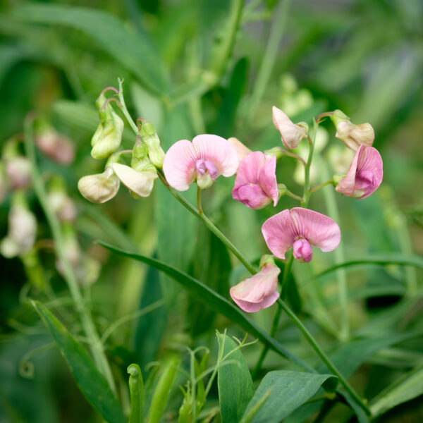 lathyrus-palustris_1591106198 Lathyrus palustris