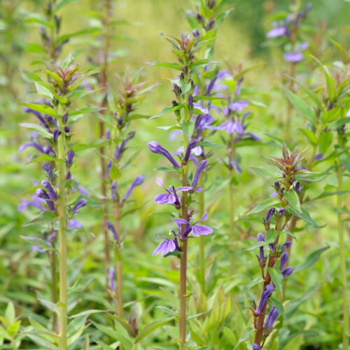 Lobelia sessilifolia
