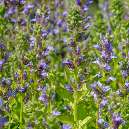 Lobelia siphilitica