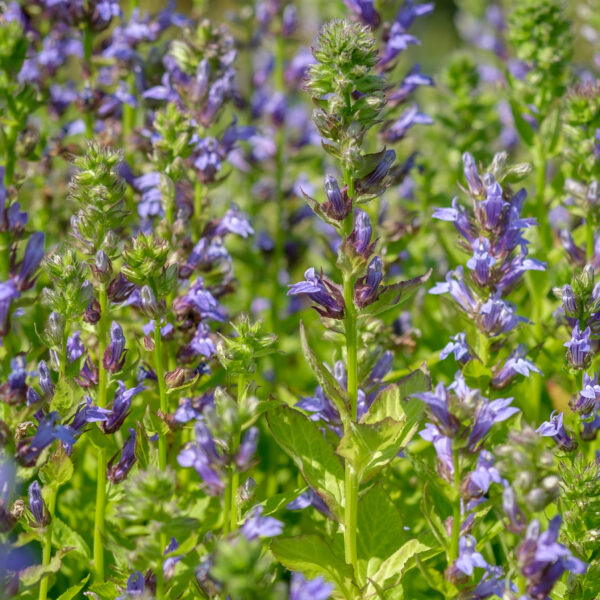 Lobelia siphilitica