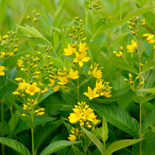 Lysimachia vulgaris