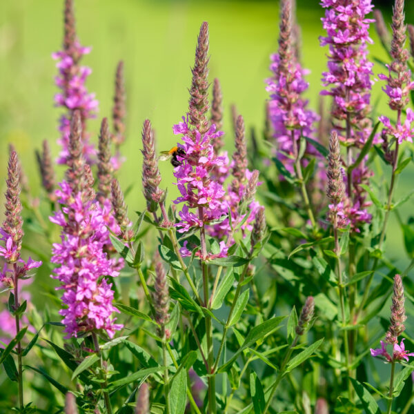 Lythrum salicaria