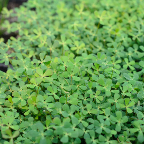 Marsilea quadrifolia