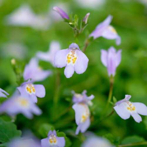 Mazus reptans