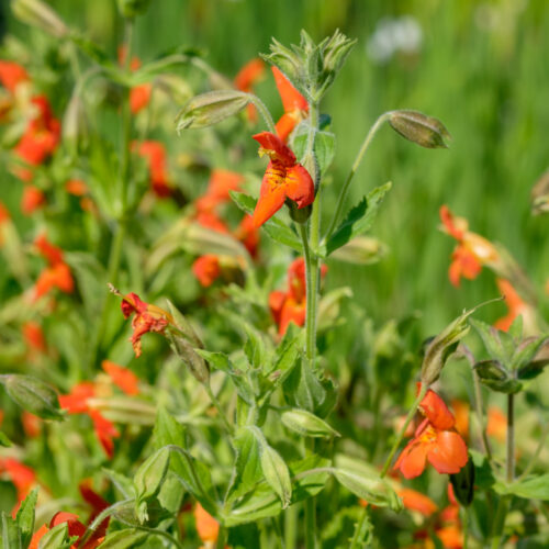 Mimulus cardinalis