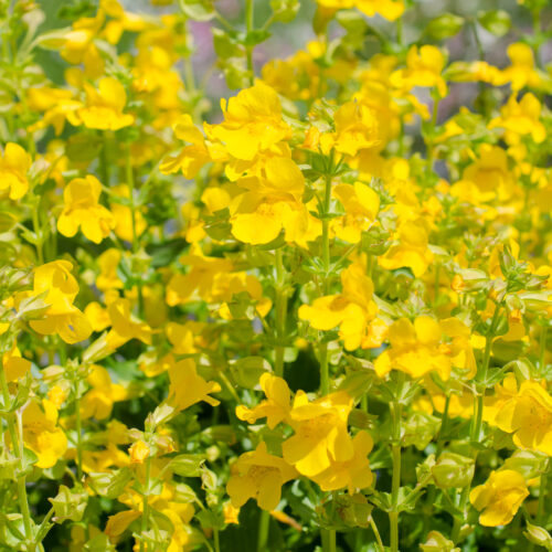 Mimulus guttatus