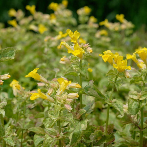mimulus-luteus-variegata_1591107314 Mimulus luteus Variegata