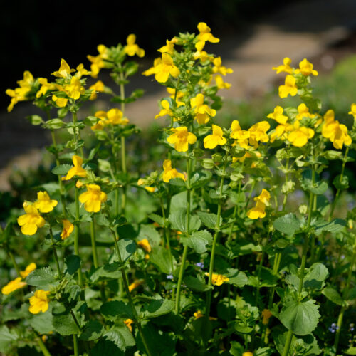 Mimulus luteus