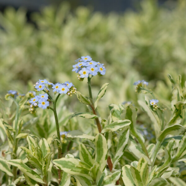 Myosotis scorpioides Maytime