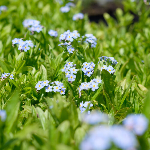 Myosotis scorpioides