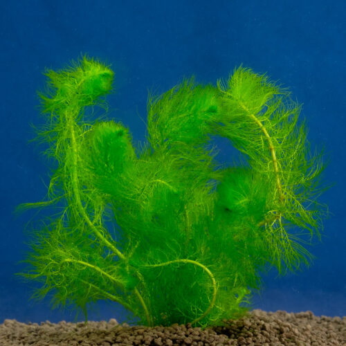 Myriophyllum pinnatum
