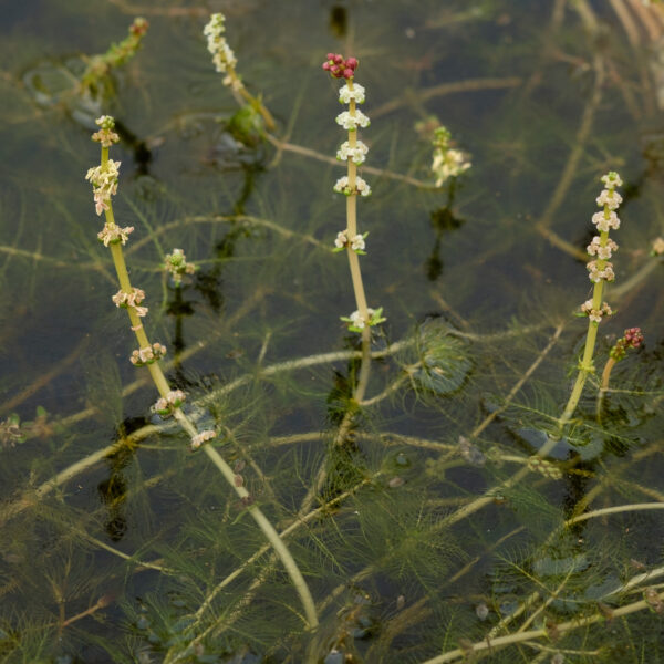Myriophyllum spicatum