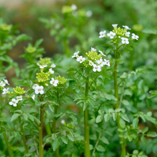 Nasturtium officinale