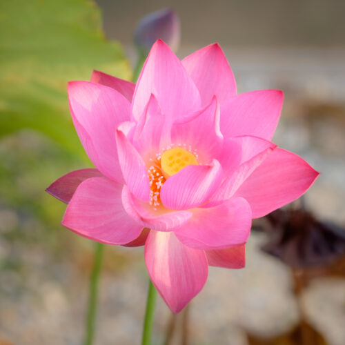 Nelumbo nucifera