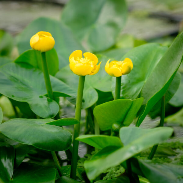 Nuphar lutea