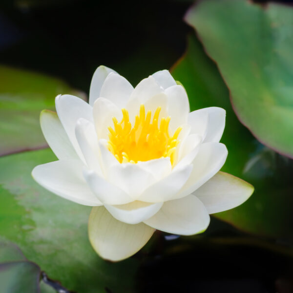 Nymphaea alba