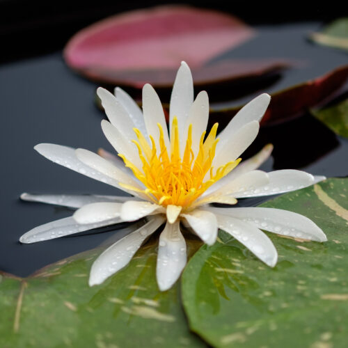 Nymphaea Arc-en-ciel