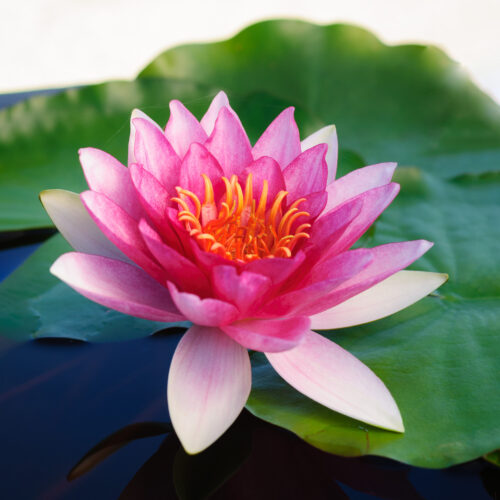 Nymphaea Conqueror