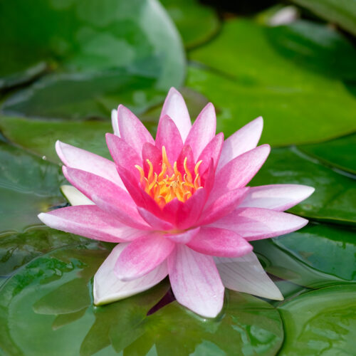 Nymphaea Escarboucle