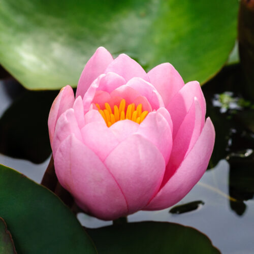 Nymphaea Fabiola