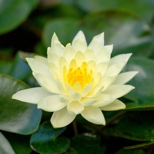 Nymphaea Joey Tomocik