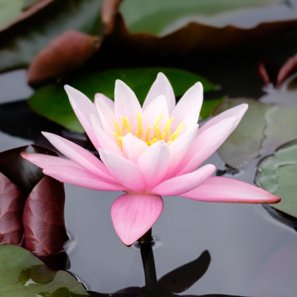 Nymphaea Marliacea Rosea