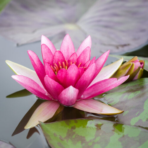 Nymphaea Pygmaea Rubra