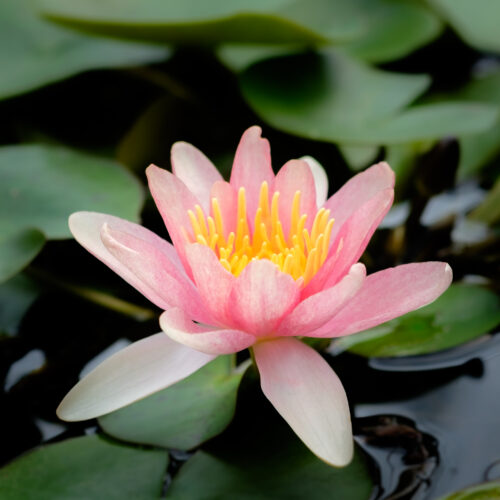 Nymphaea Sioux